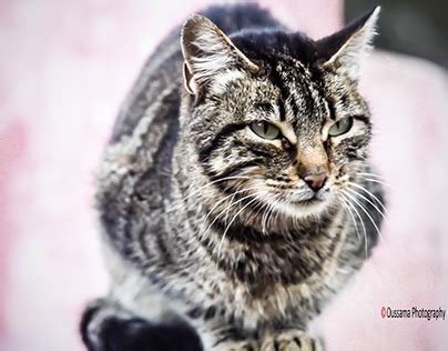 poilues chattes|'chattes poilues' Search .